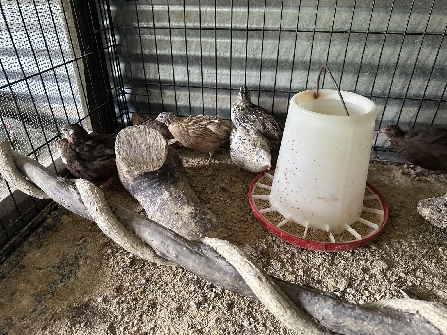 Adult quail