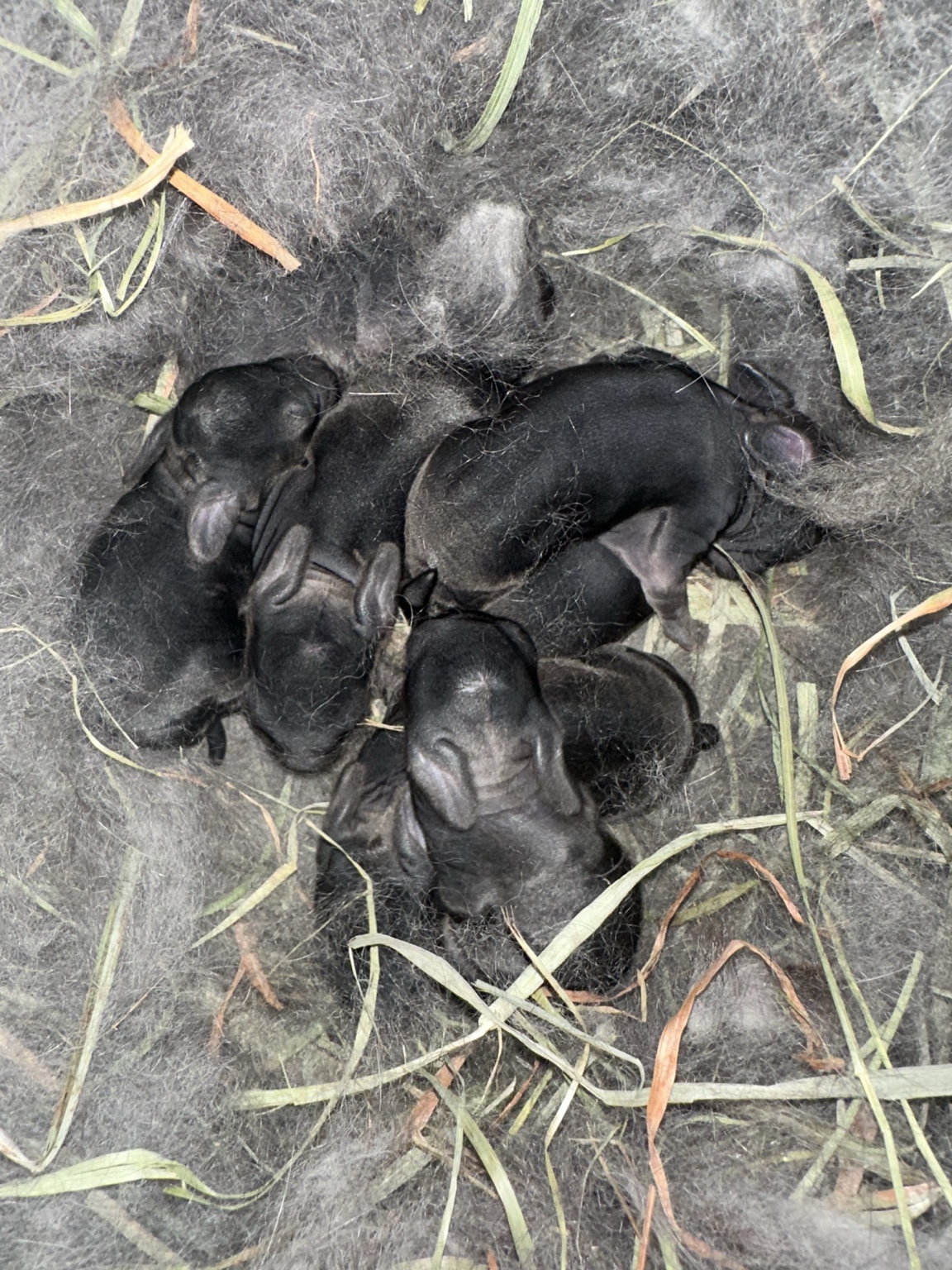 Baby rabbits