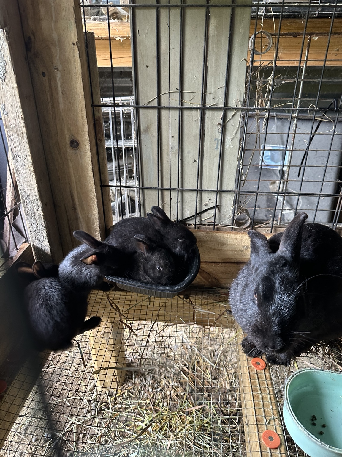 Black rabbits