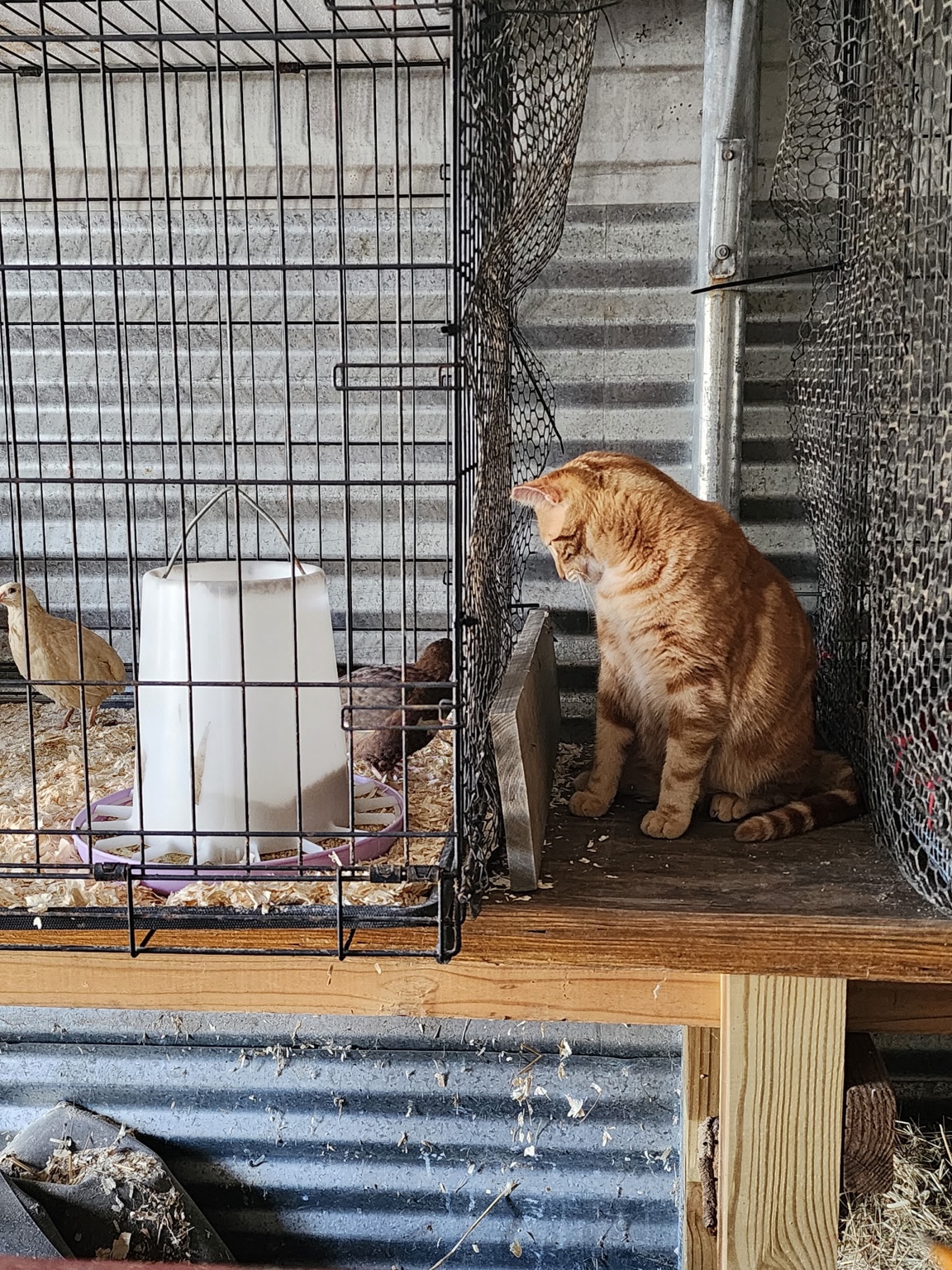 Cat and quail
