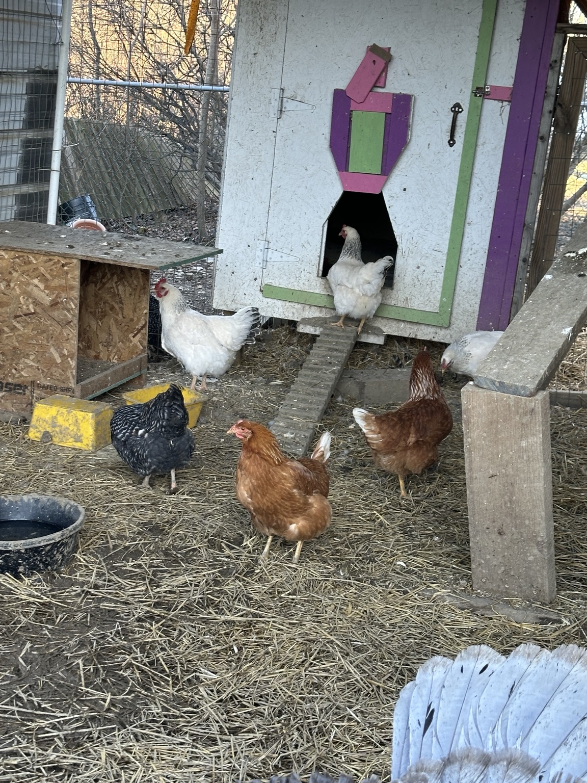Chickens