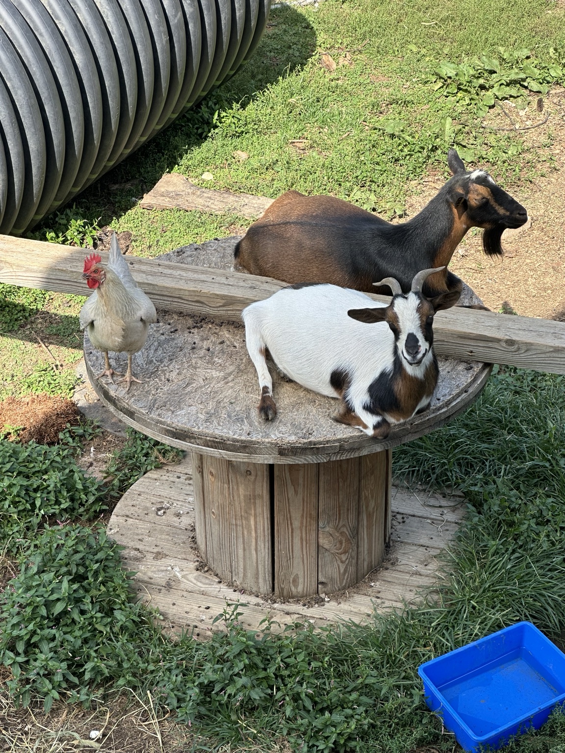 Mags and Squirt