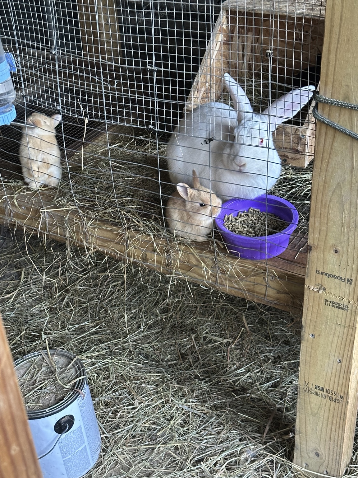 Rabbits