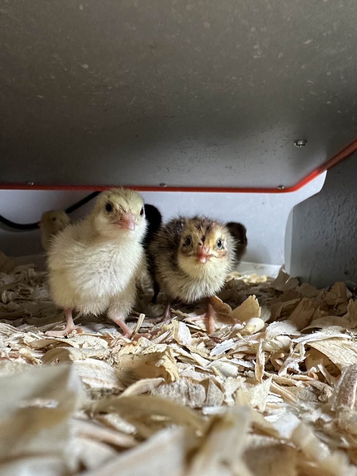 Quail chicks