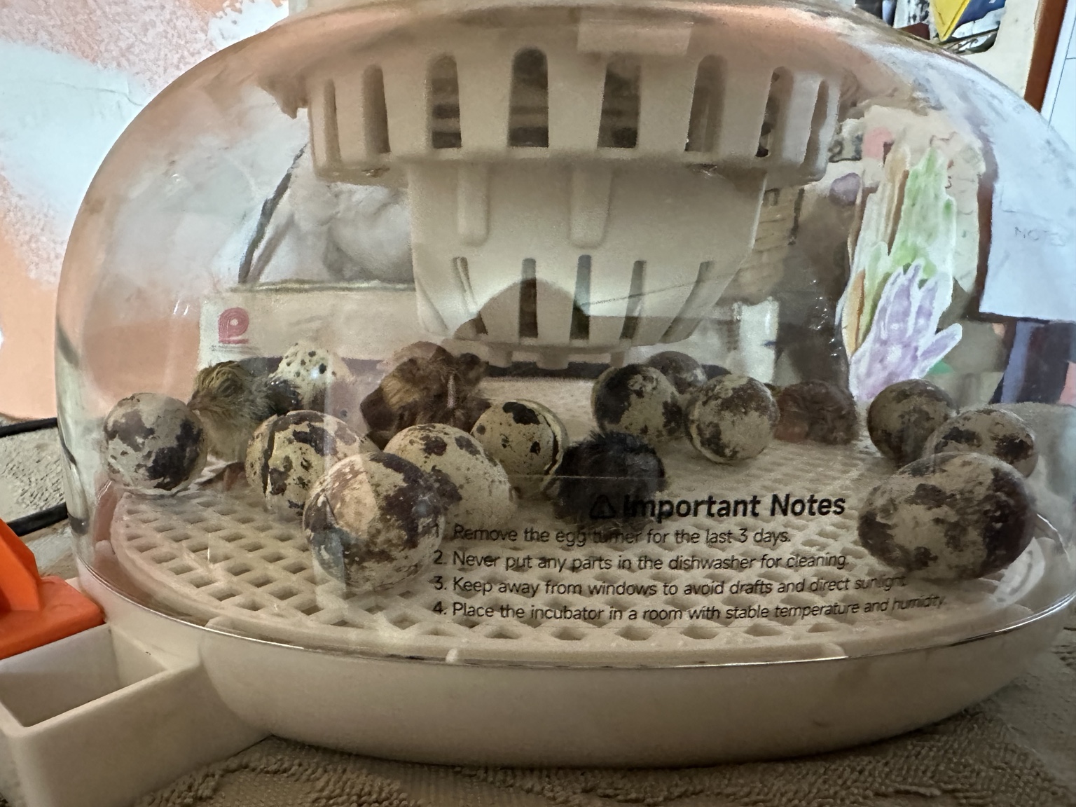 Quail incubator