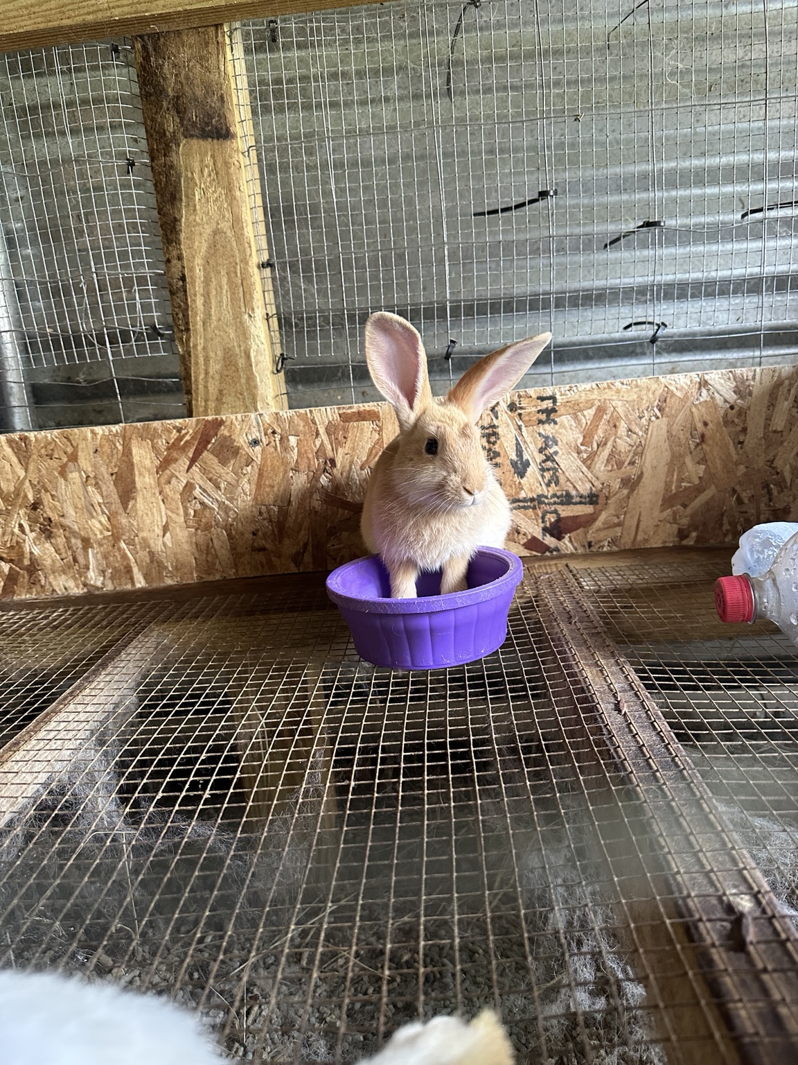 Tan rabbit