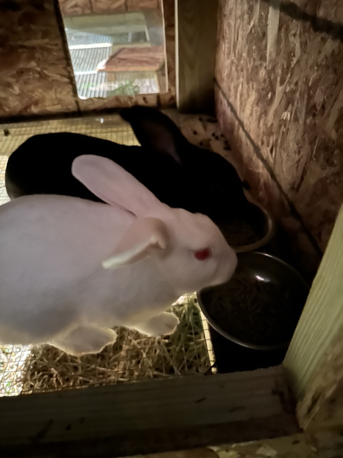 White rabbit