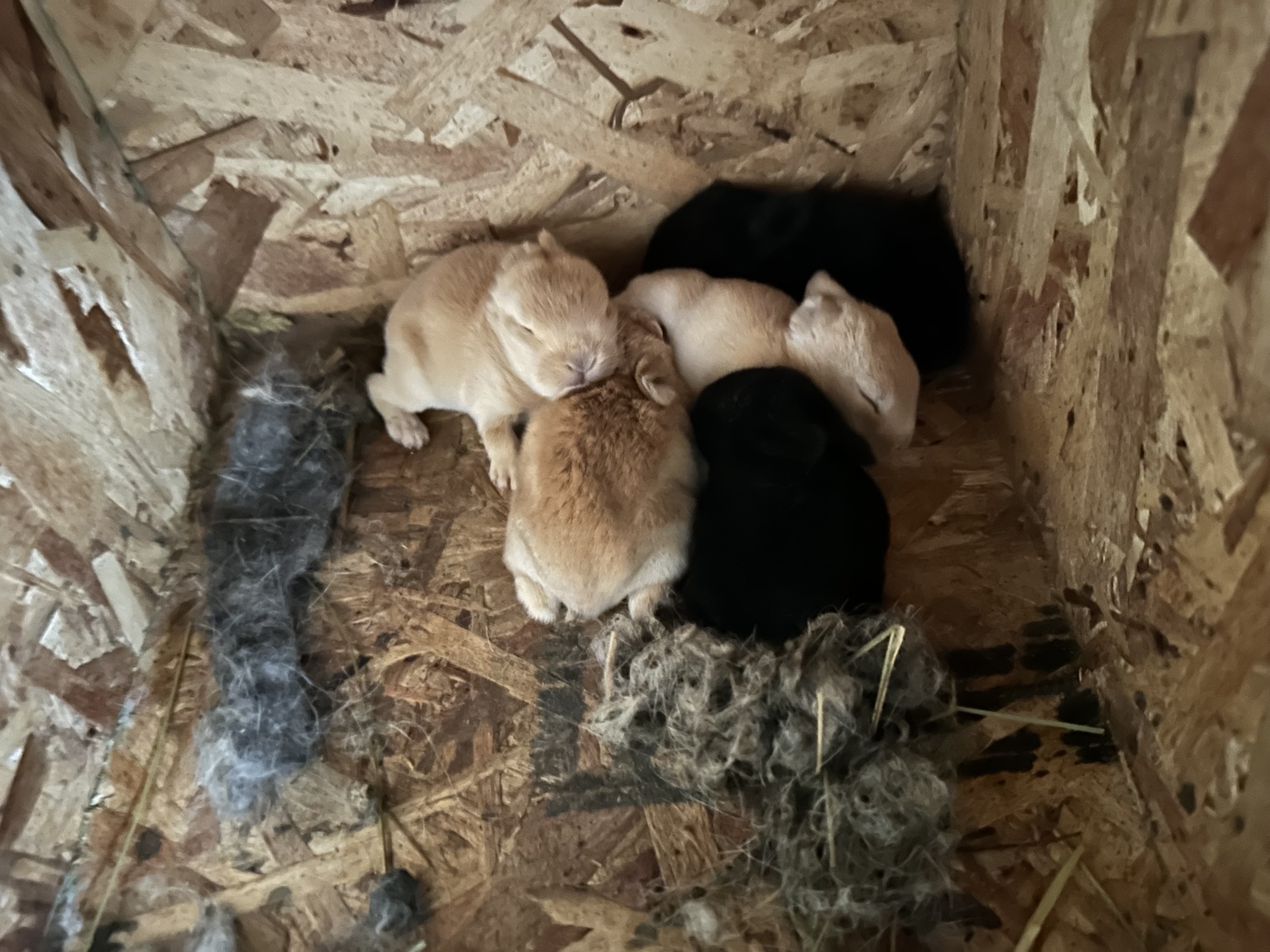 Young rabbits